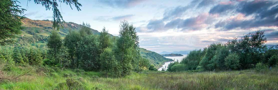 Glencoe Wood
